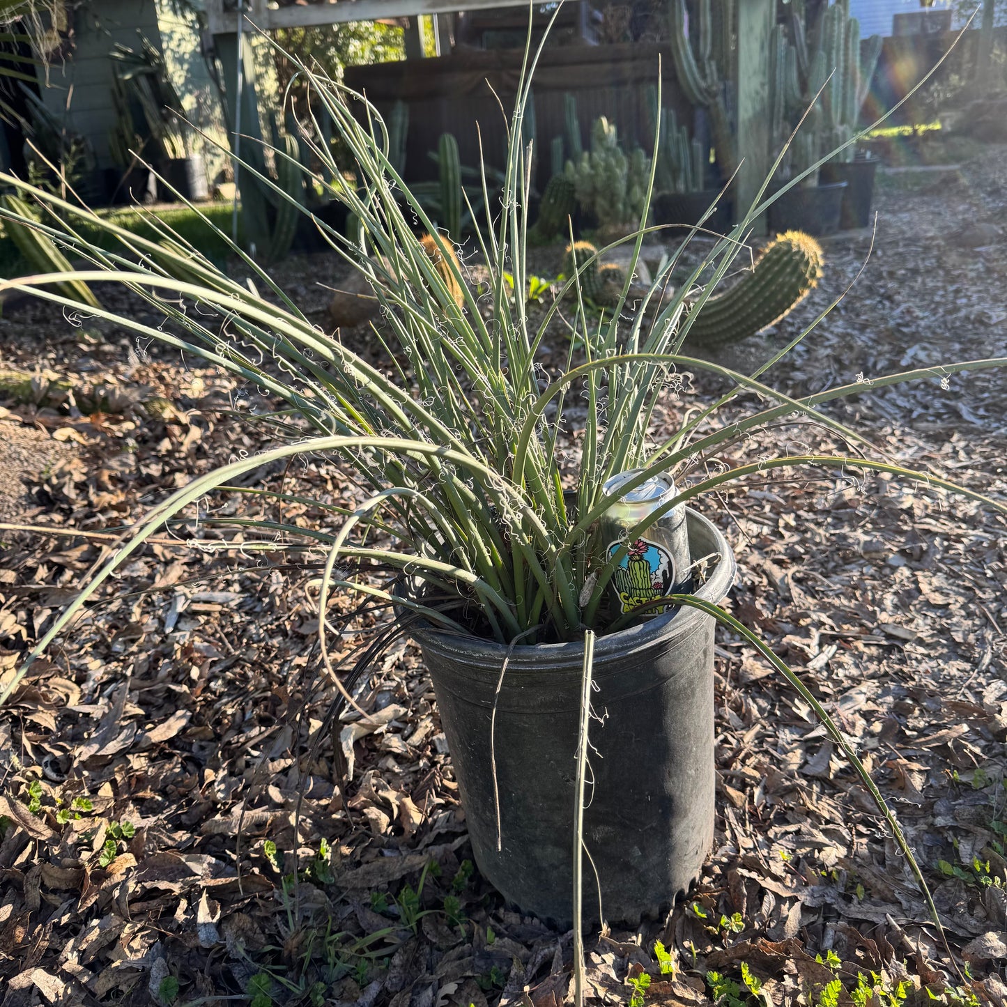 Hesperaloe parvifolia - local pickup