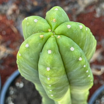 scop x peru ‘anakie’