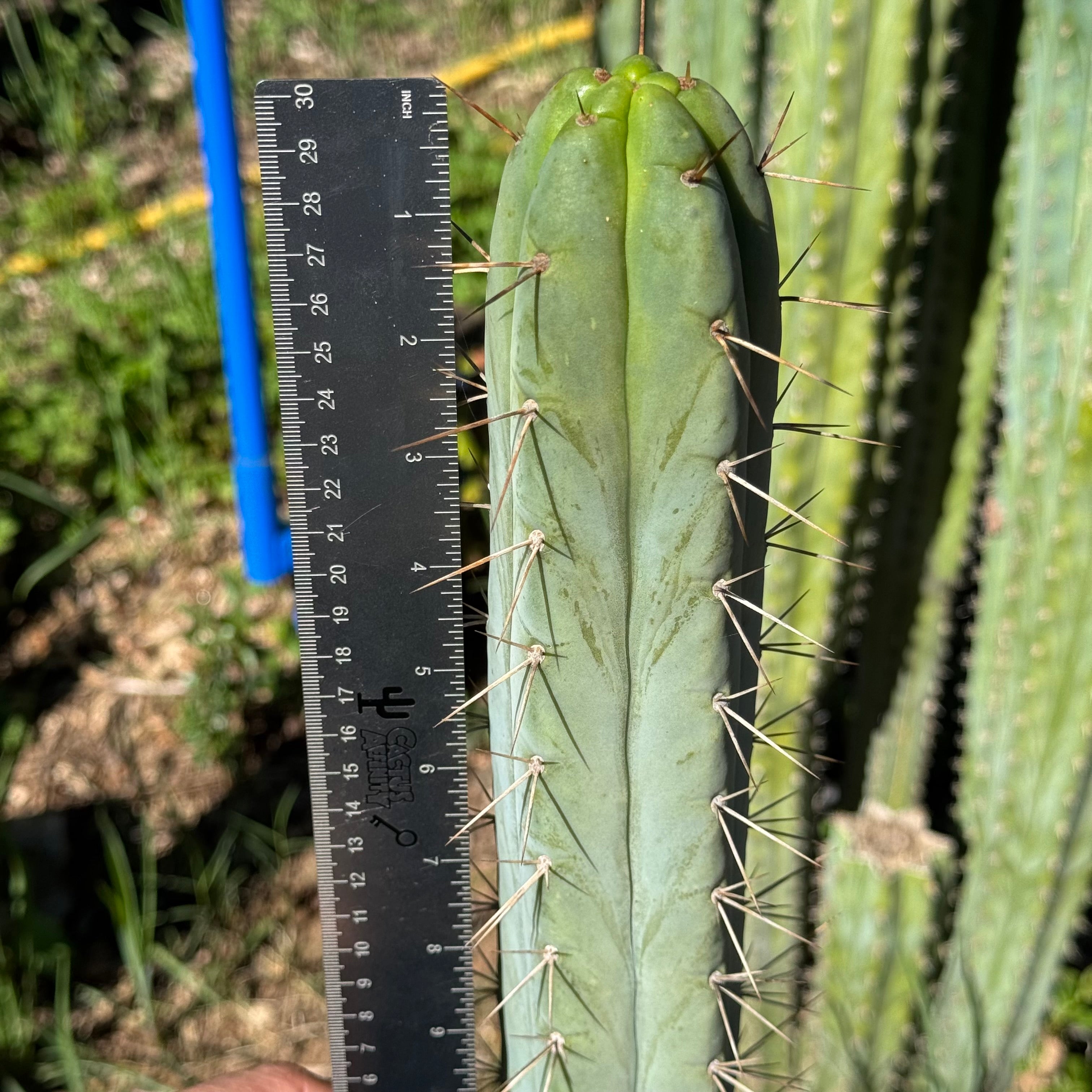 Cactus Affinity - Unknown C