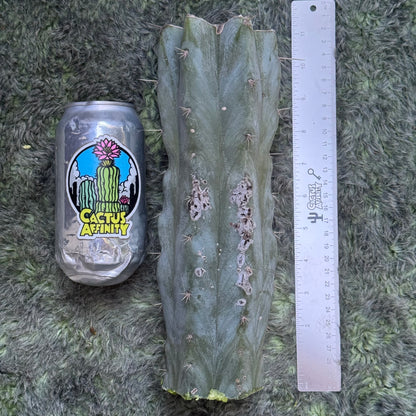 an Icaros DNA