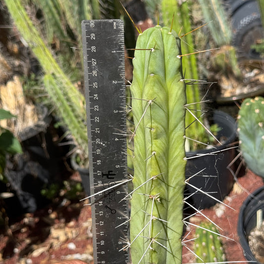 WSS bridgesii
