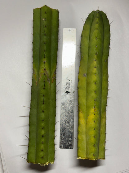 bulk box of cactuses