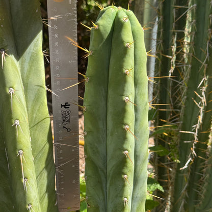huanu JS84