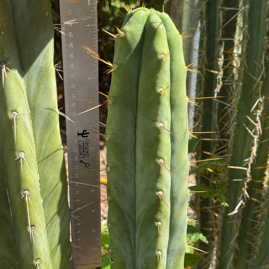 huanu JS84