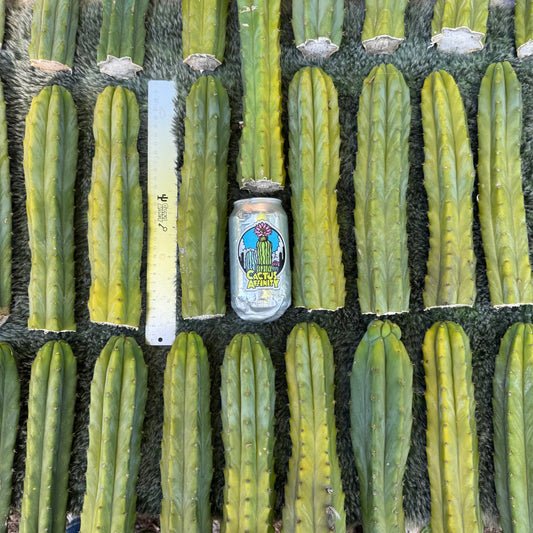 Verne's Cactus Kate pach