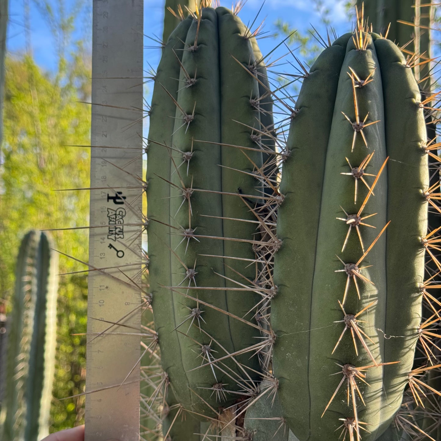 Zalidus - Misplant’s validus