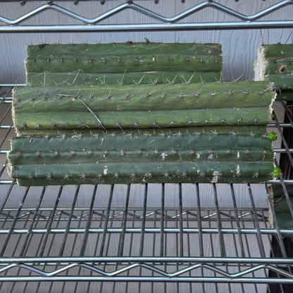 bulk box of cactuses