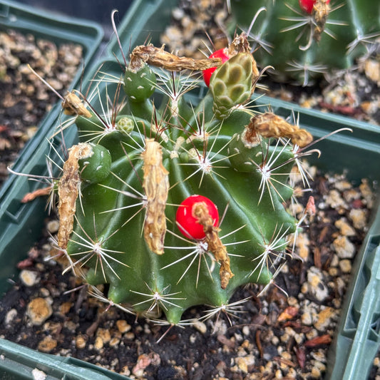Thelocactus setispinus