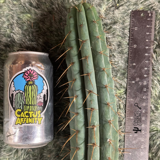 Sherman SCG1 / CA1 - free shipping