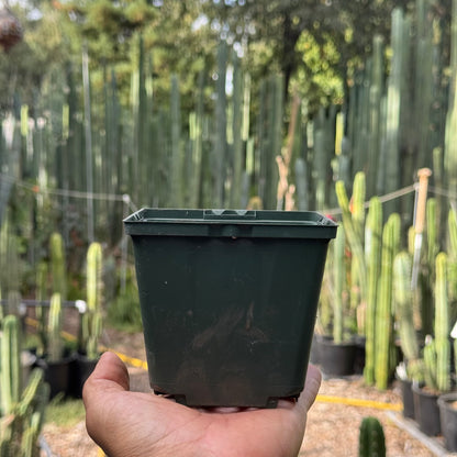 empty pots - local pickup