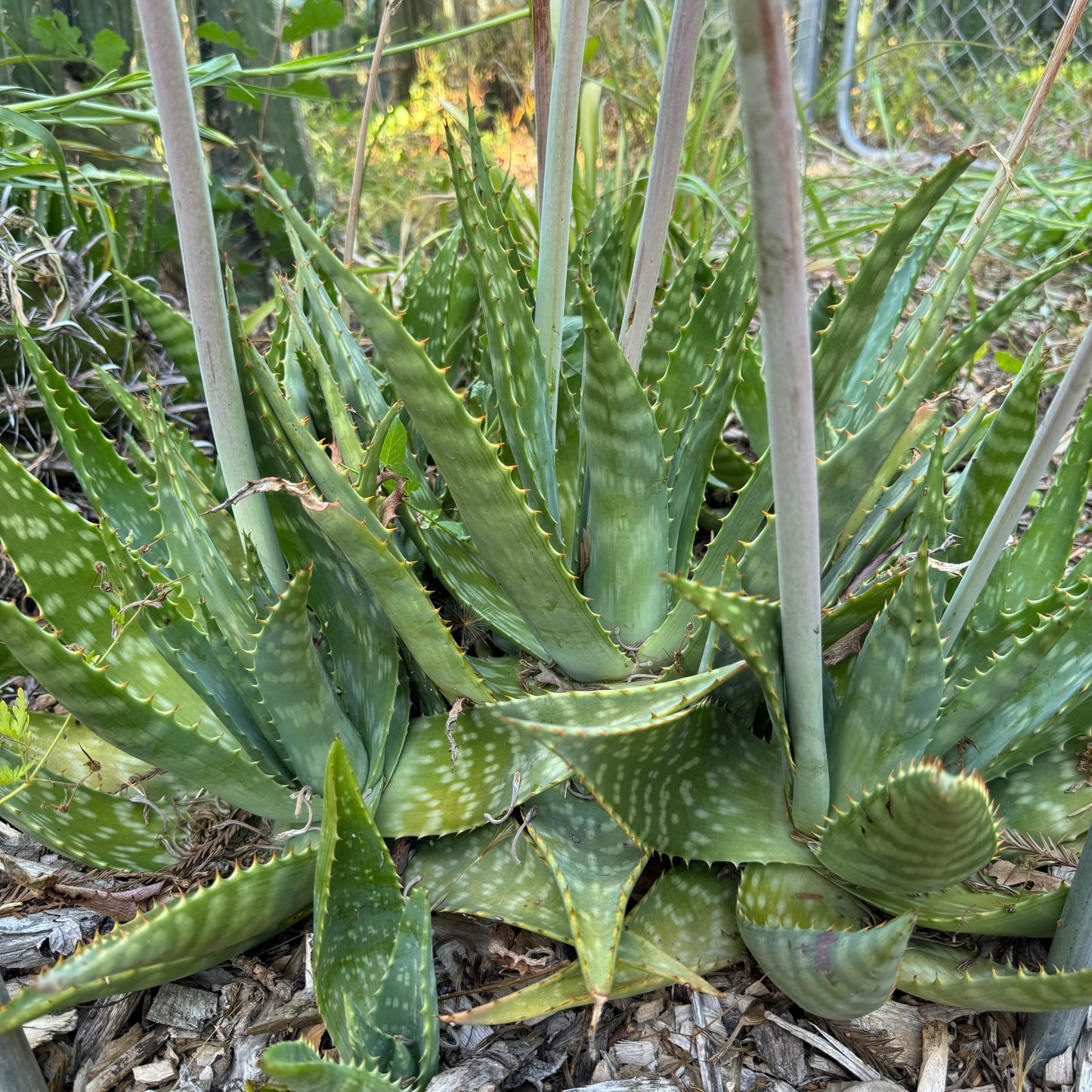 Aloe maculata