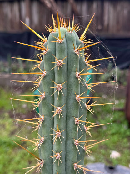 Verne’s Ressler’s cuzco