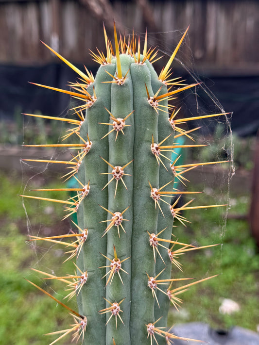 Verne’s Ressler’s cuzco