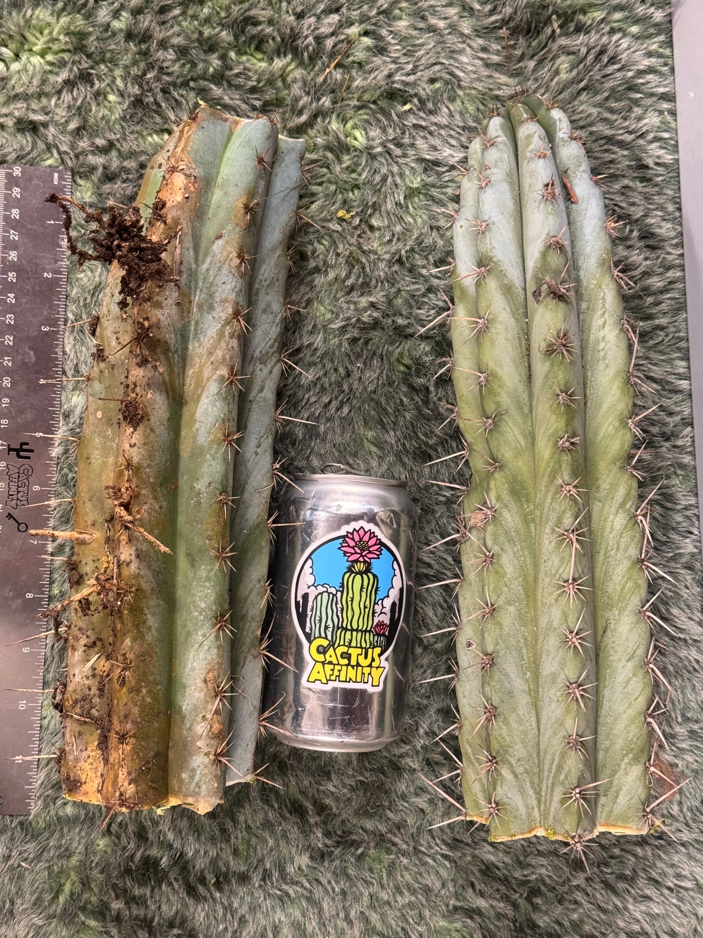big box of cactuses - exact cactuses