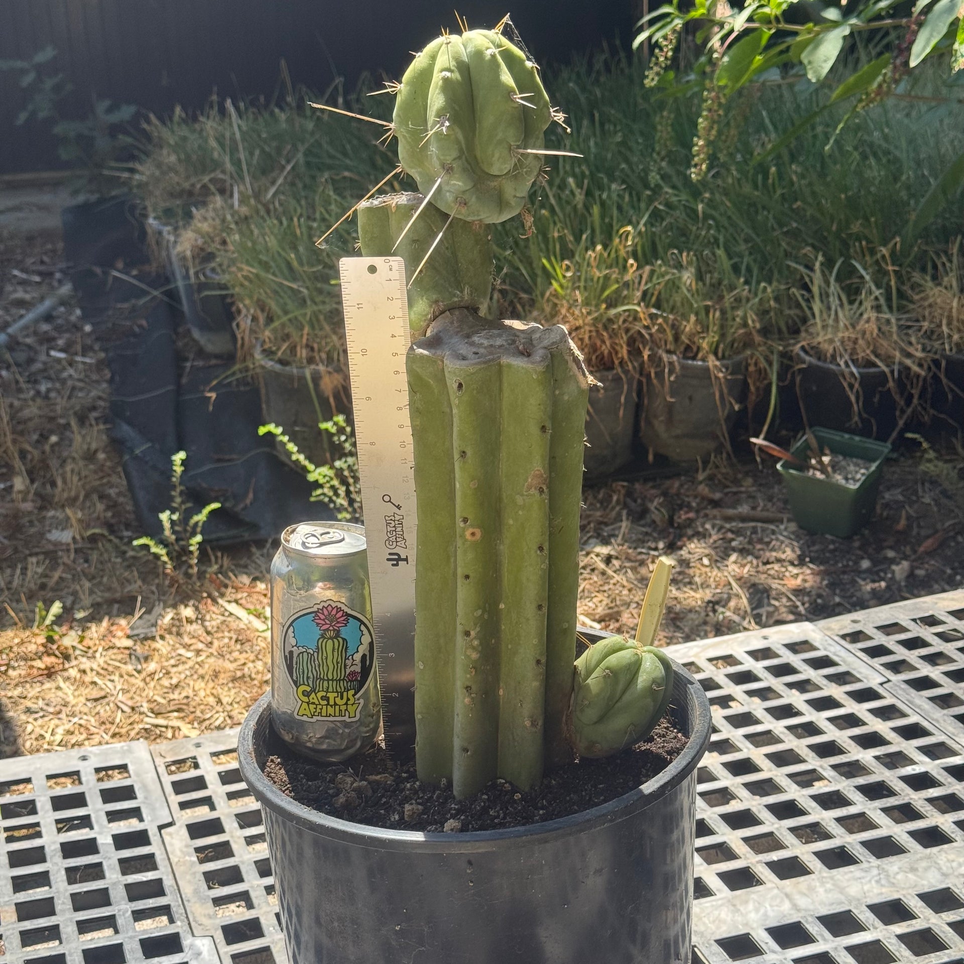 7 cactus Cactus Affinity