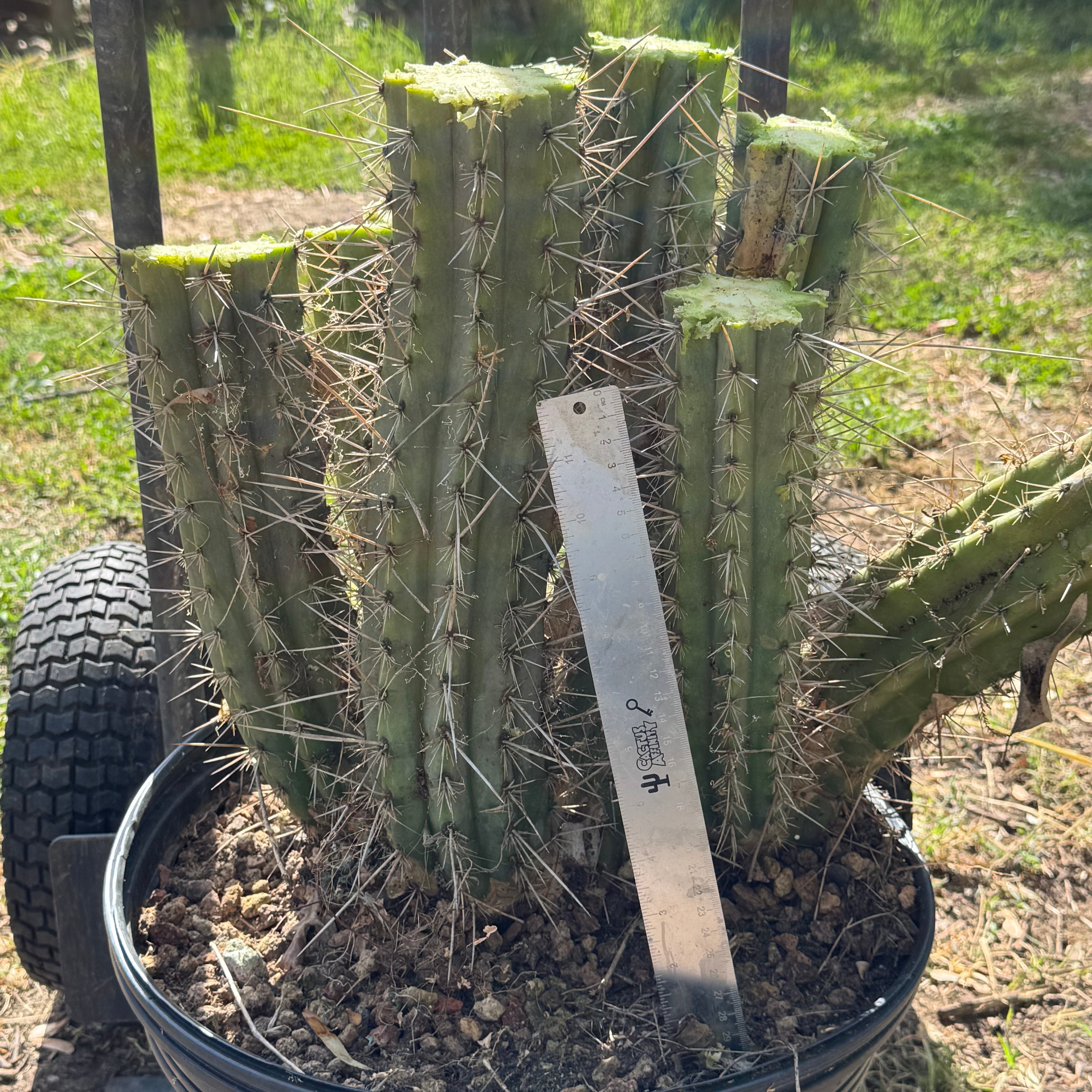 perus – Cactus Affinity