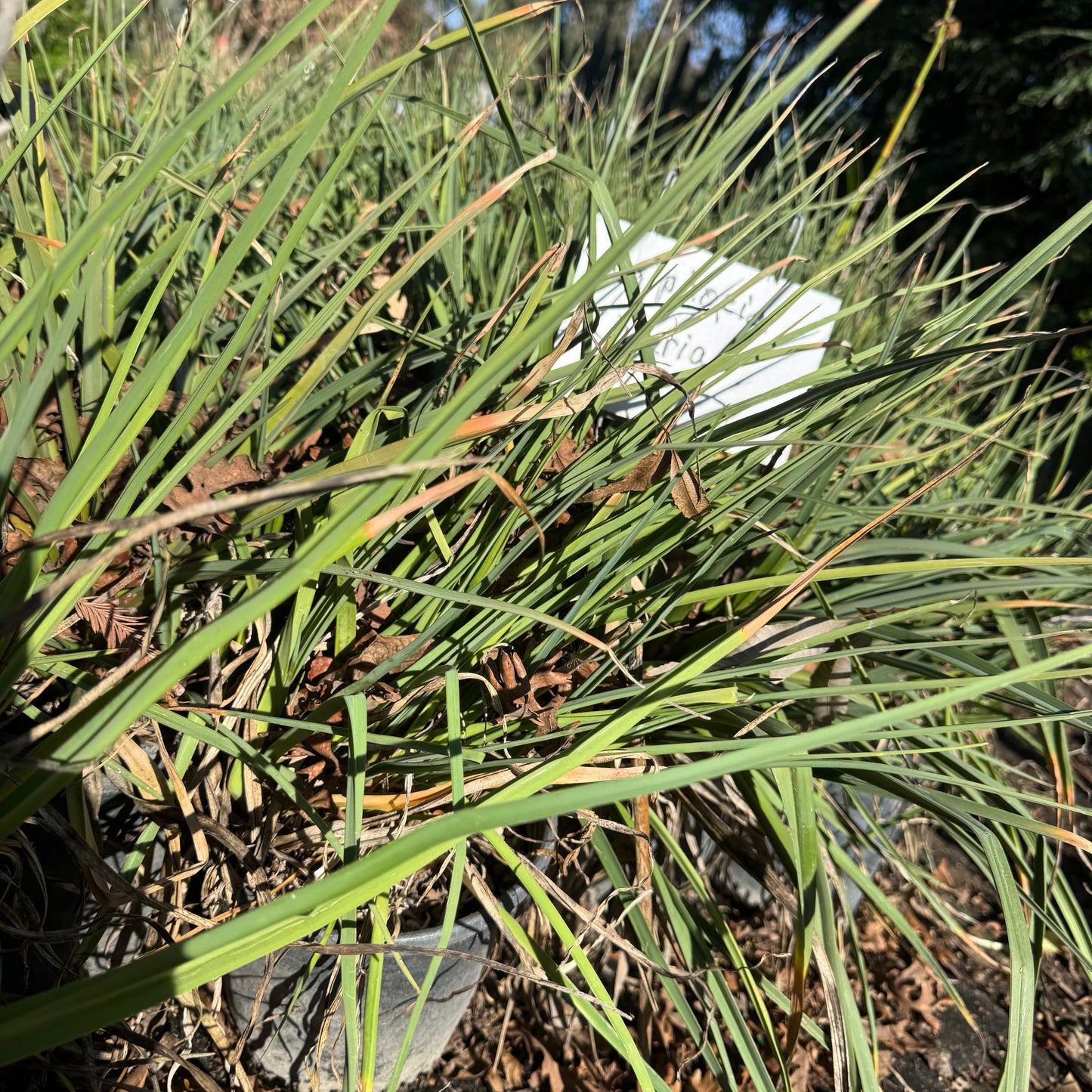 Kniphofia uvaria - local pickup