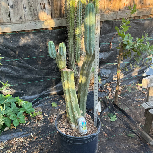 Kathleen - local pickup