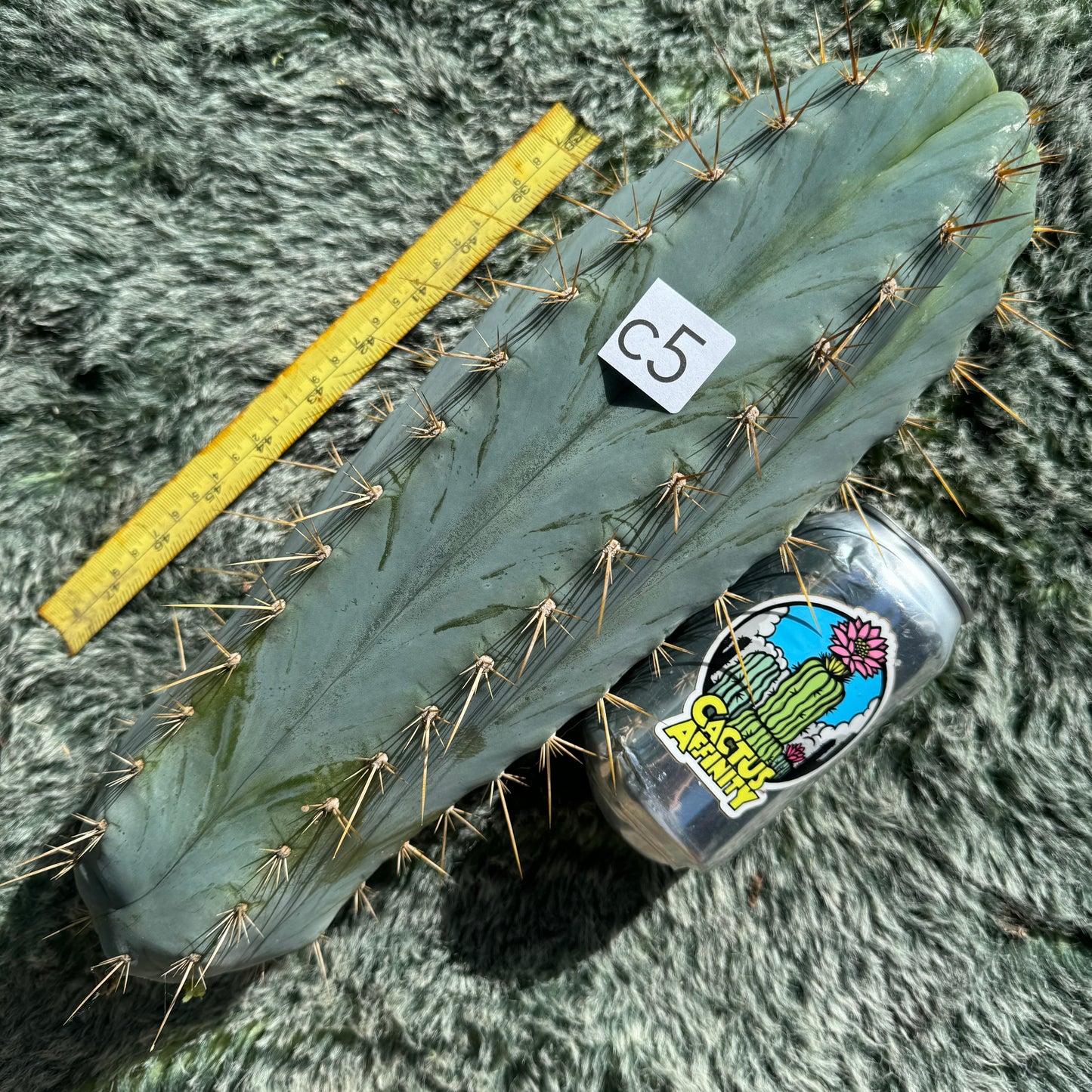 Rimac Monstrous Cactus -  free shipping