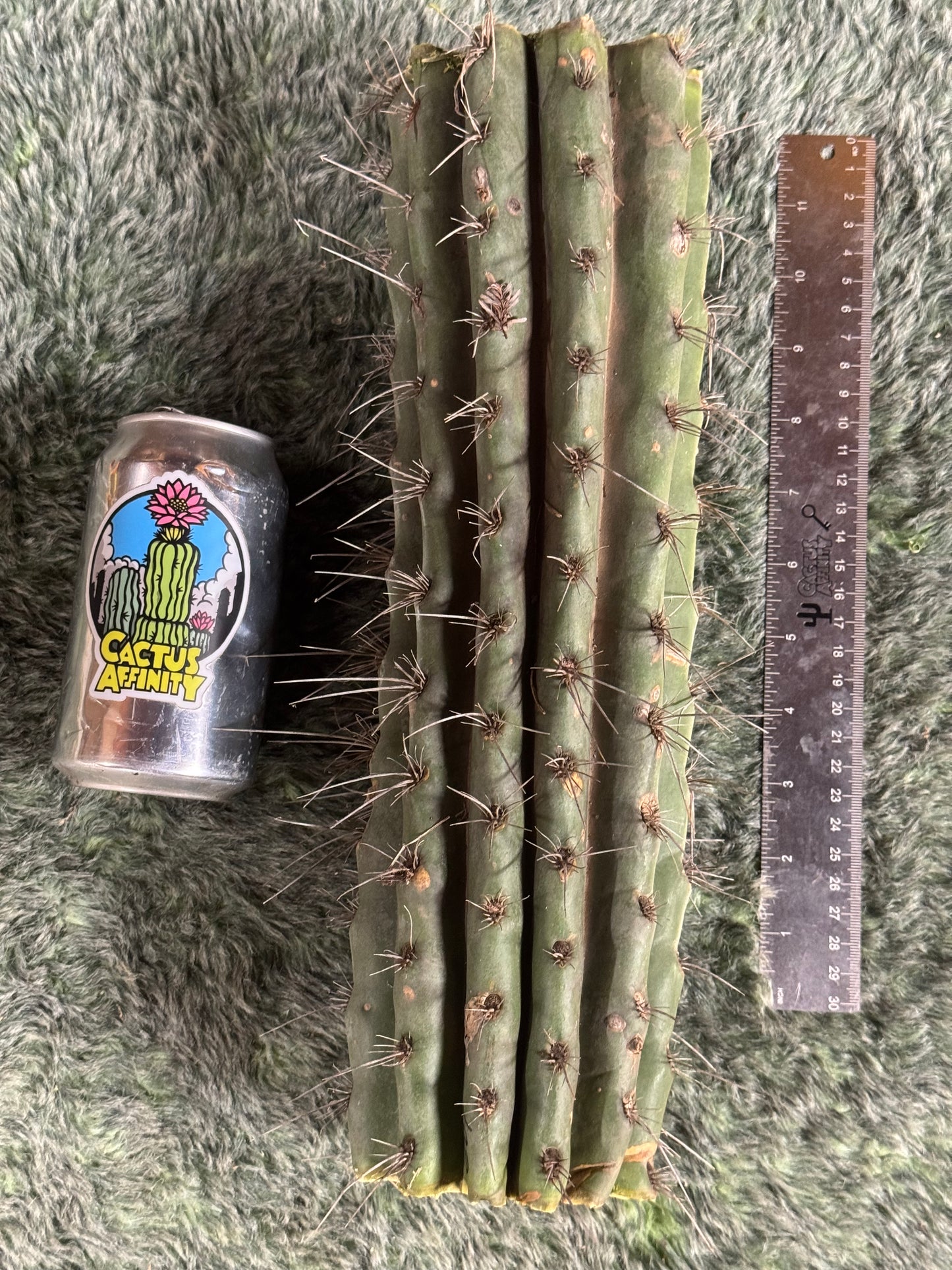 007 cactus