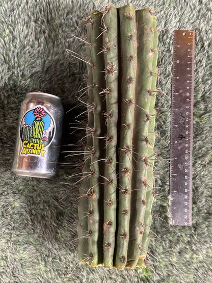007 cactus