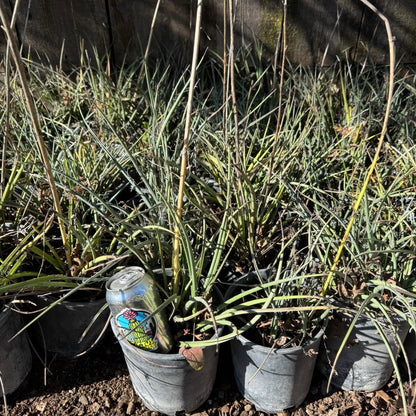 Hesperaloe parvifolia - local pickup