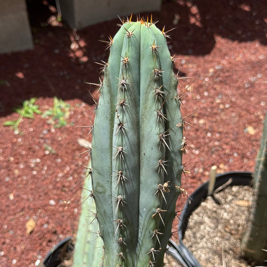 Verne’s Wild Andes #11