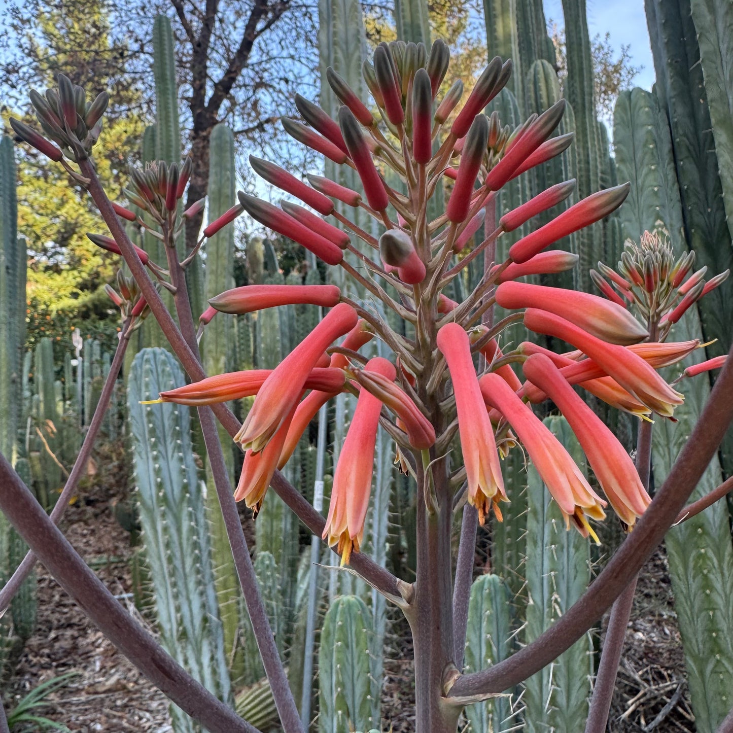 Aloe maculata - local pickup