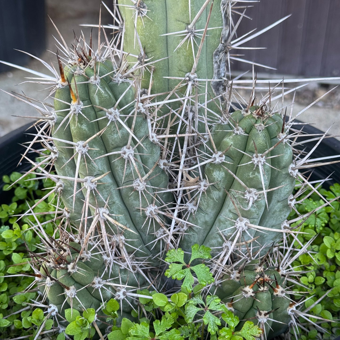 peru x chalaensis - local pickup