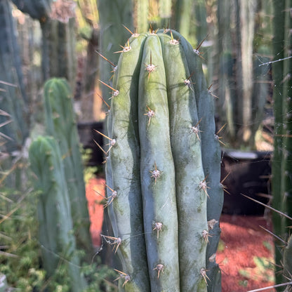Verne’s Wild Andes #6