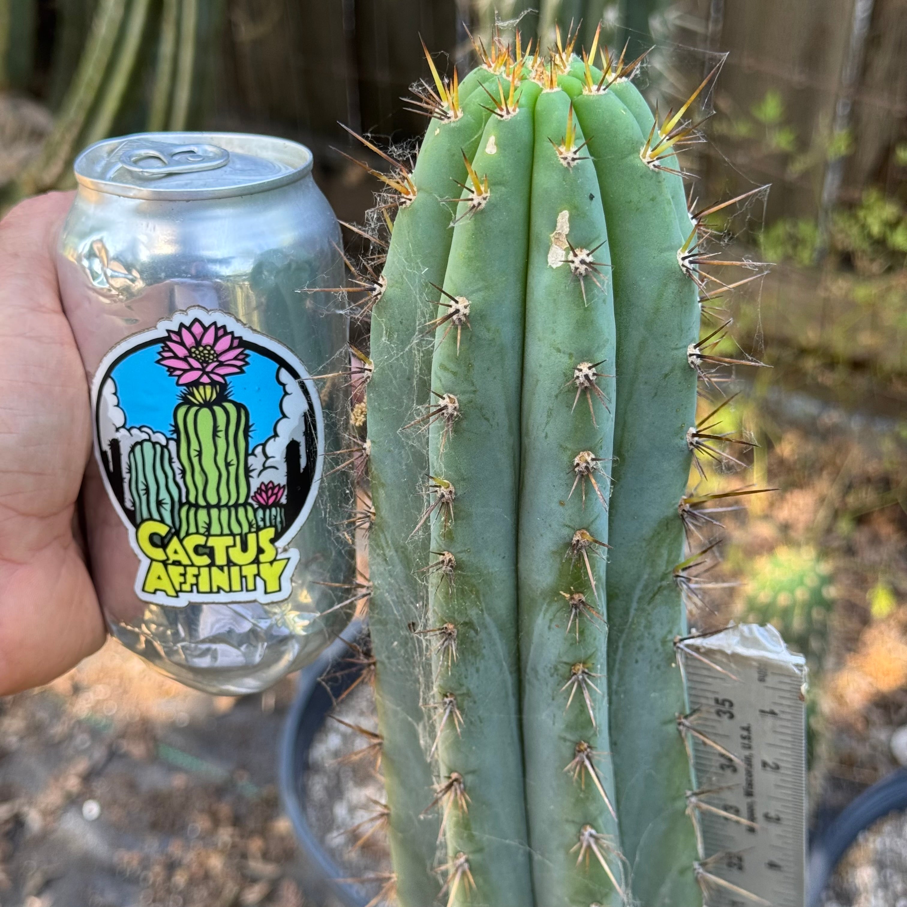 Cactus Affinity - Poot's validus