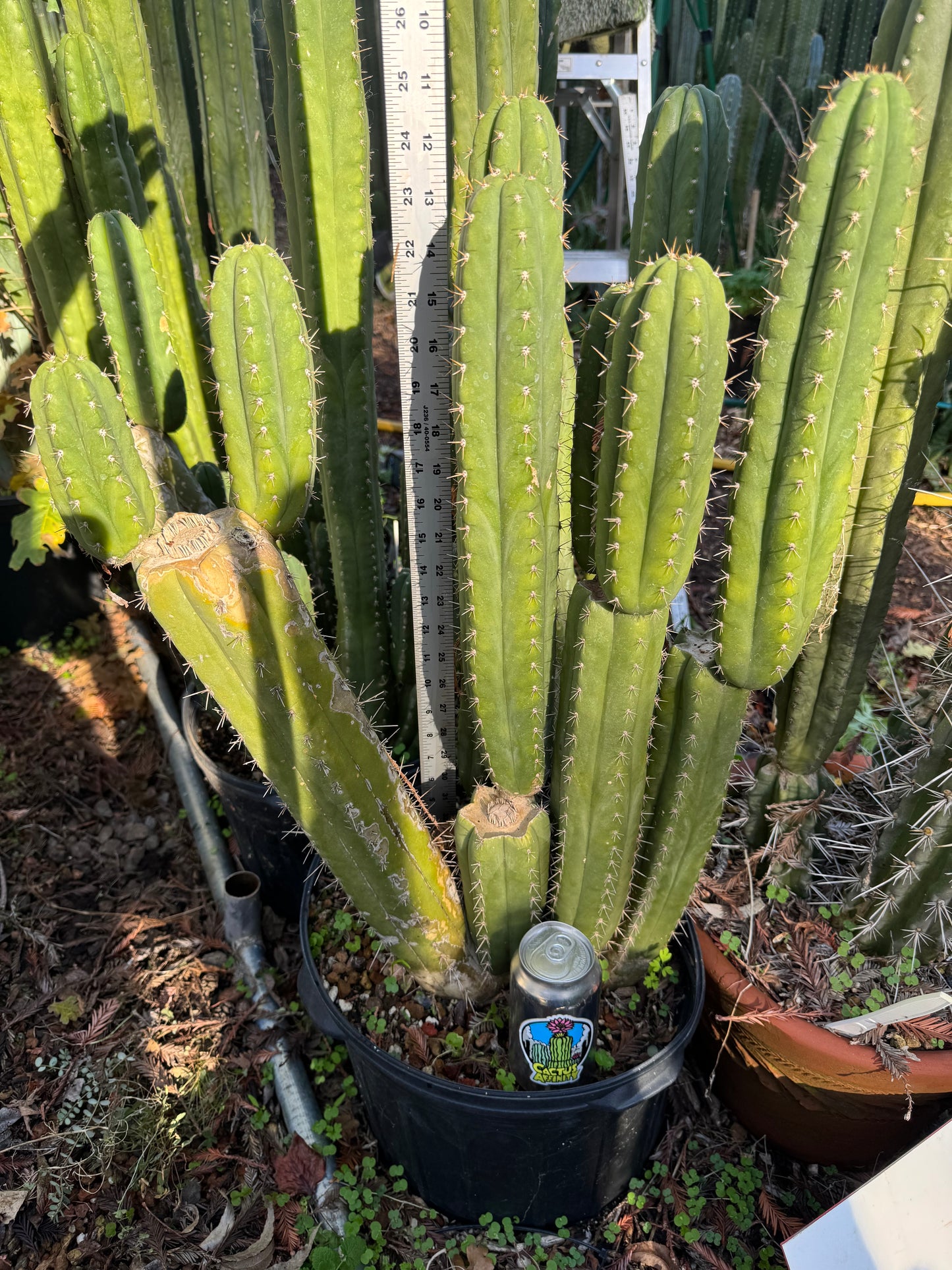 pach cactus plants - local pickup