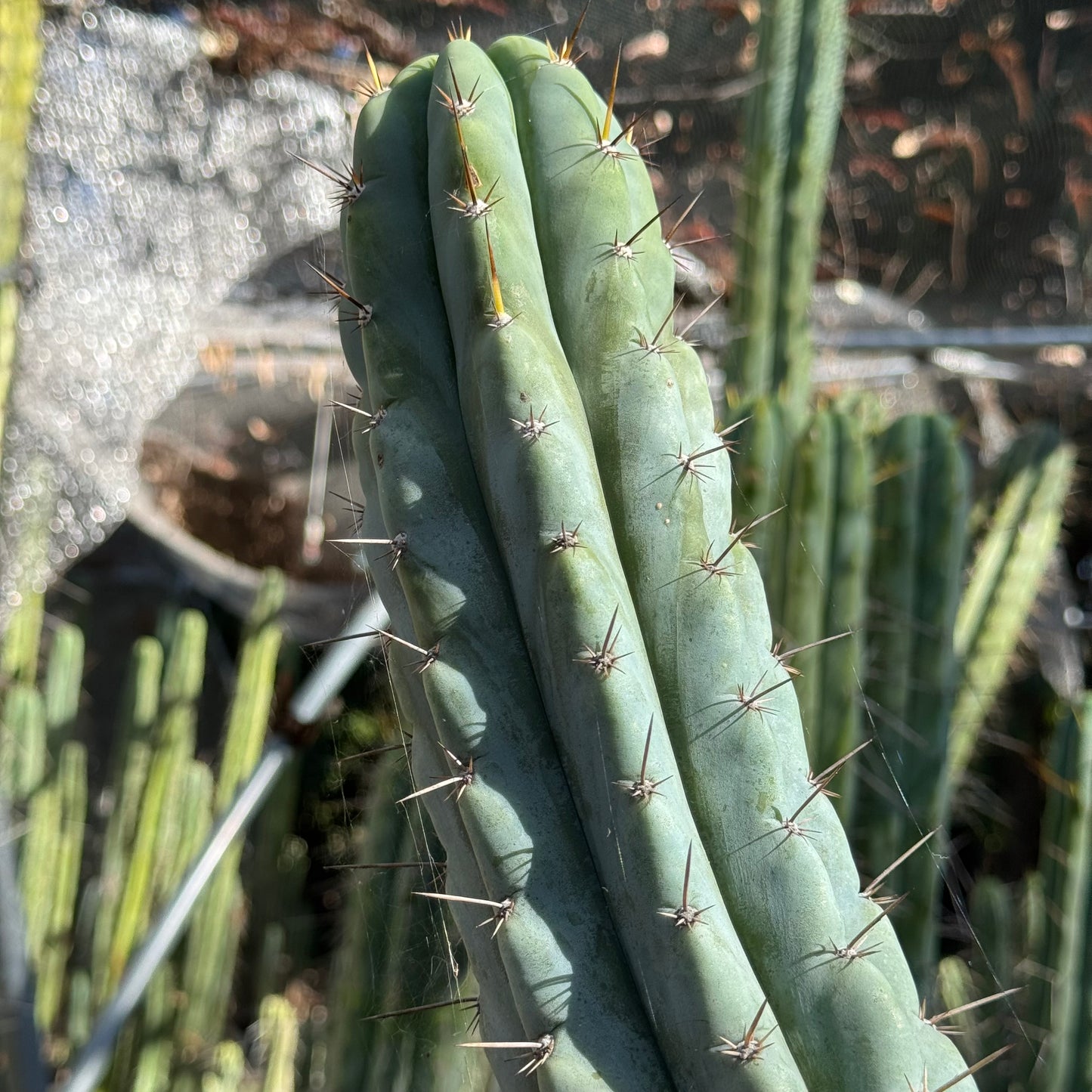 Verne’s Wild Andes #10