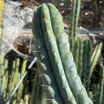 Verne’s Wild Andes #10