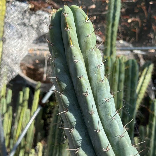 Verne’s Wild Andes #10