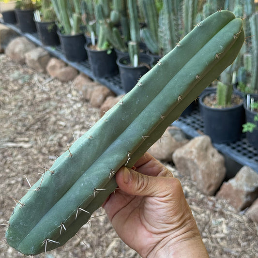 huanu x malo4