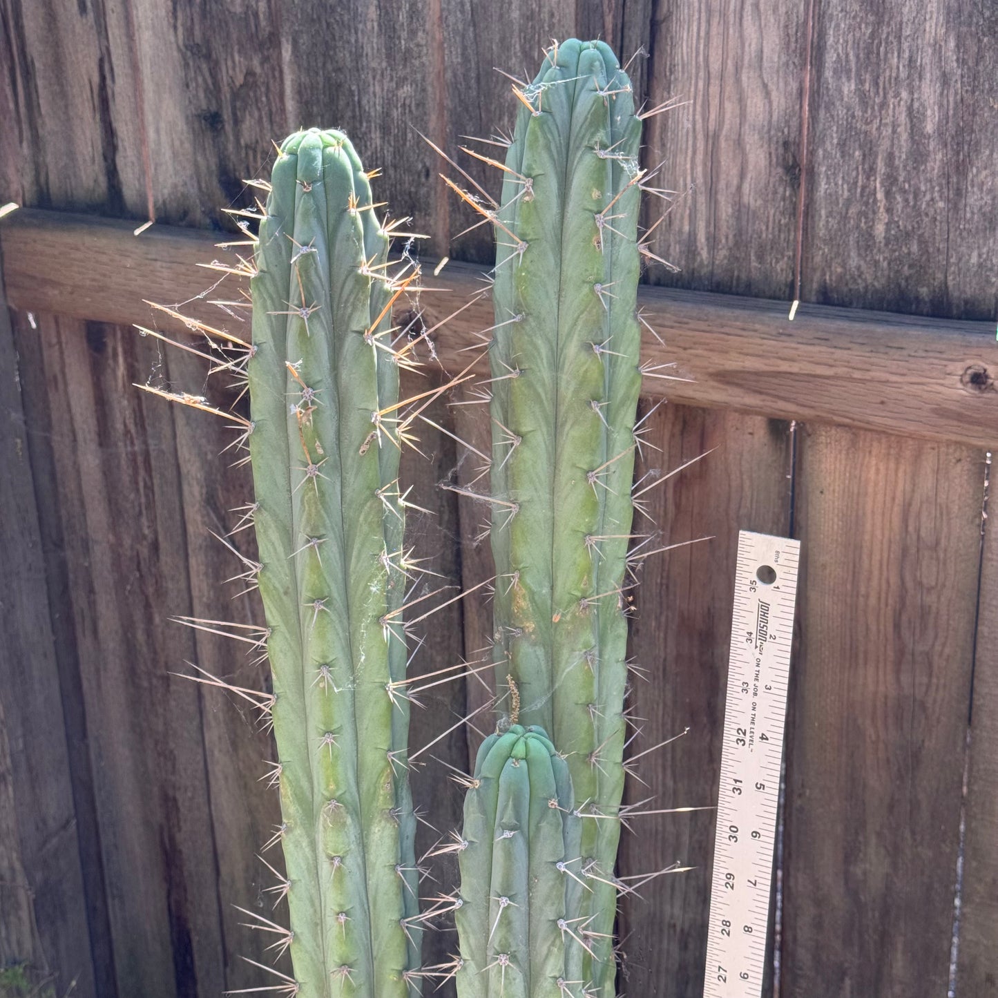 Ressler’s BBG puquiensis OP - local pickup