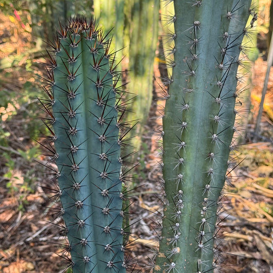 Cereus sp.