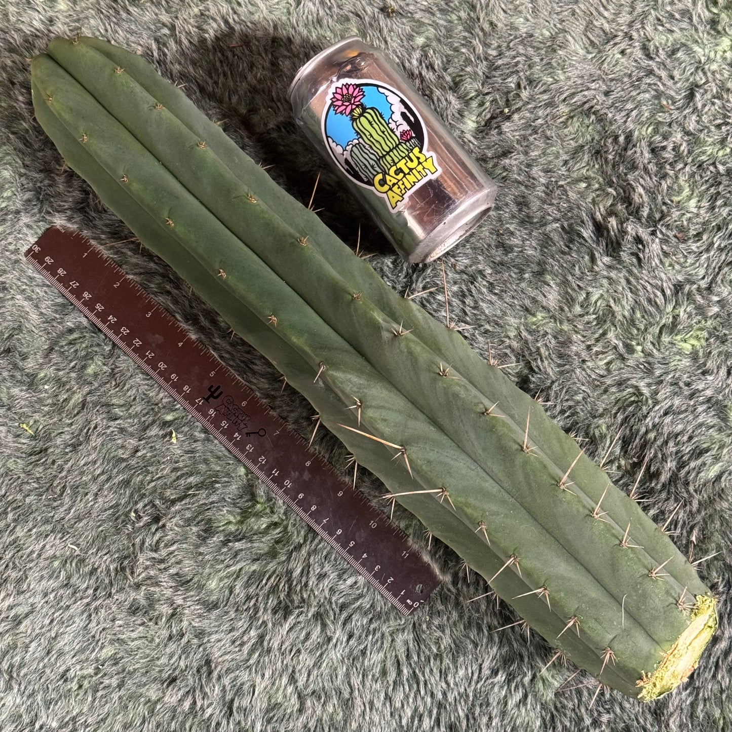 huanu x malo4 - free ship