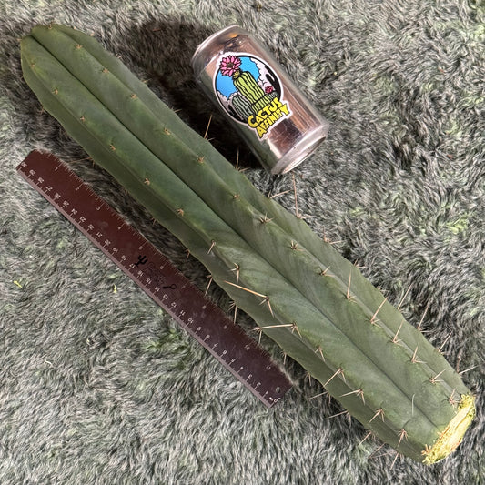 huanu x malo4 - free ship