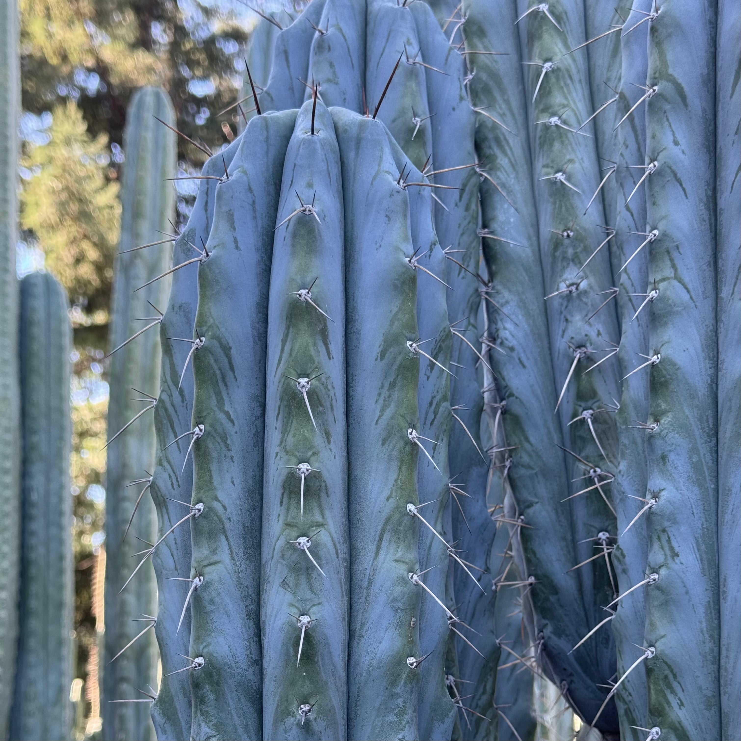 cut to order – Cactus Affinity