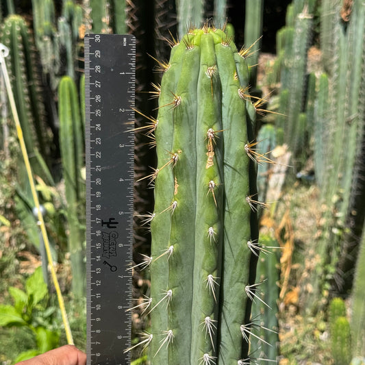 007 cactus
