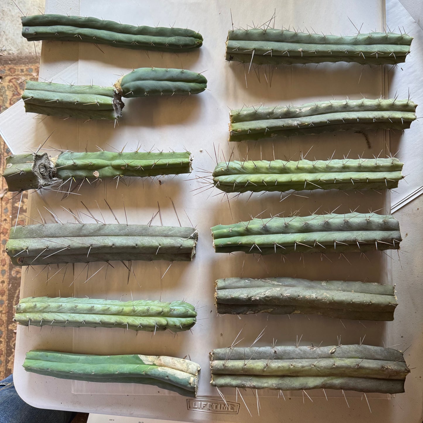 bulk box of cactuses