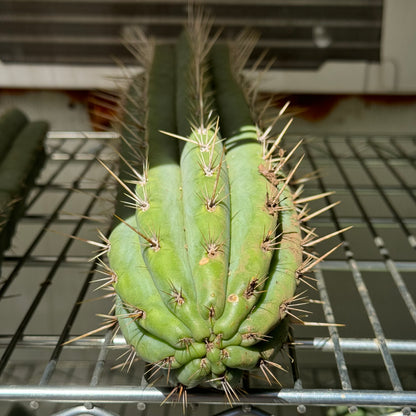 puquiensis Linda