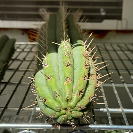 puquiensis Linda