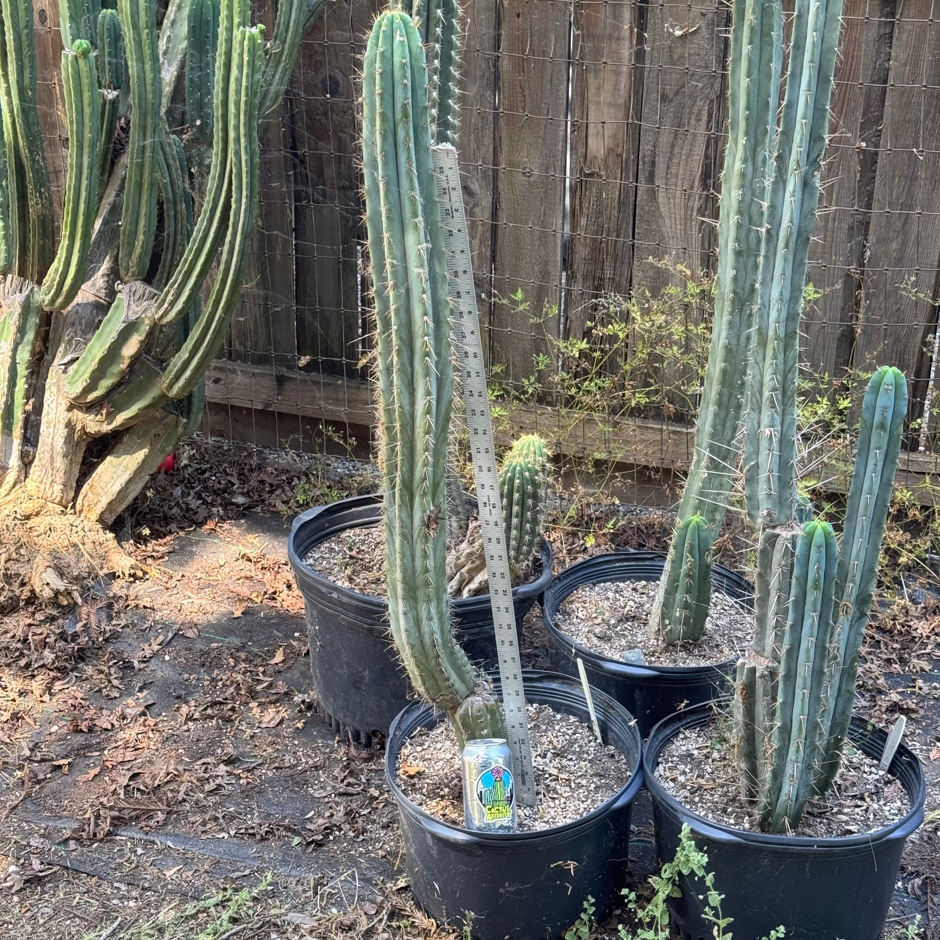 Cactus✩ Cactus Affinity - Poot's validus