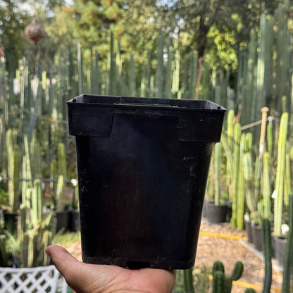 empty pots - local pickup
