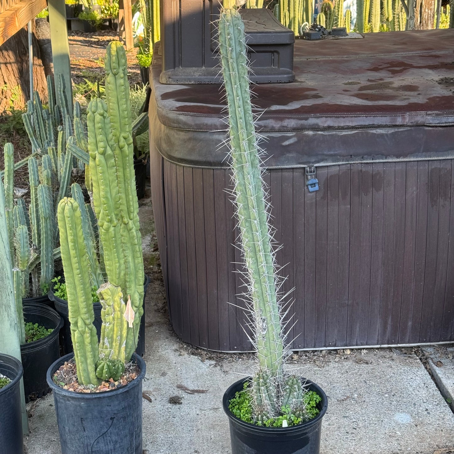 peru x chalaensis - local pickup