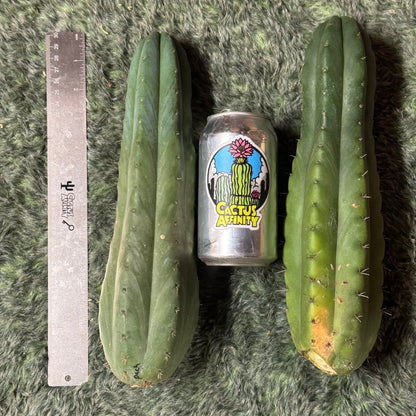 big box of cactuses - exact cactuses