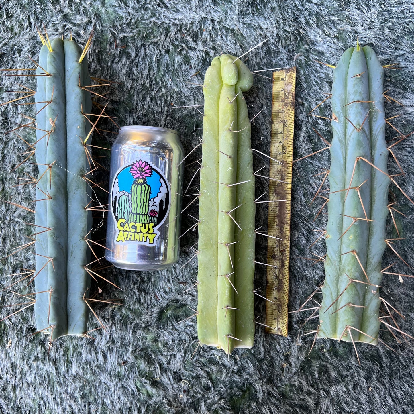 bridge mix cactus plants